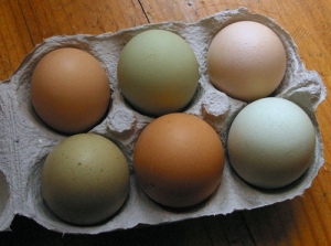 Farm-Eggs